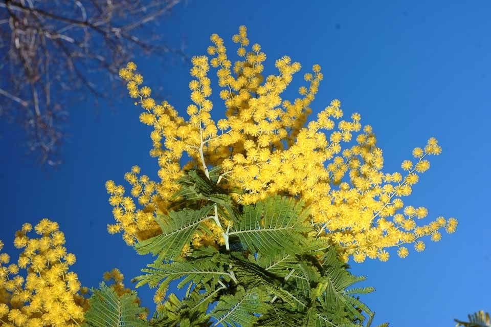 cúbico clásico Preciso Acacia - Arbolapp