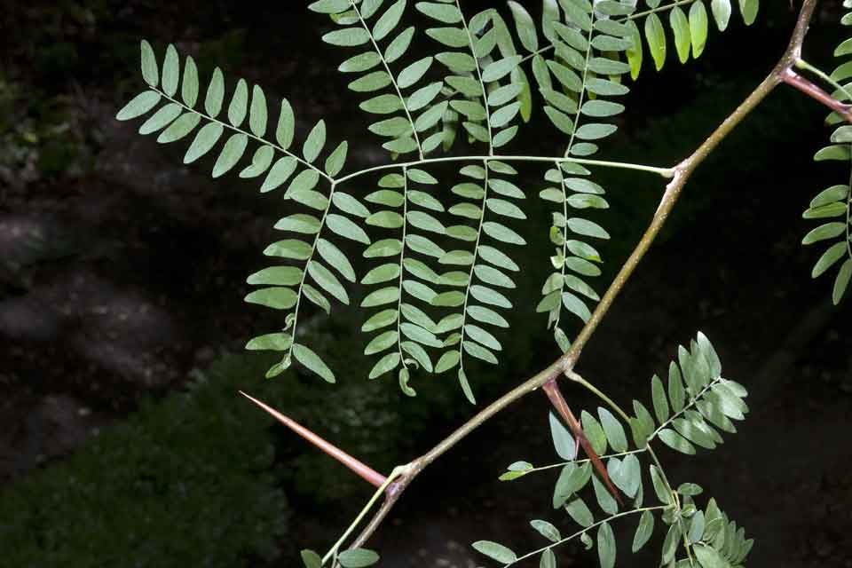 Gleditsia triacanthos - Arbolapp