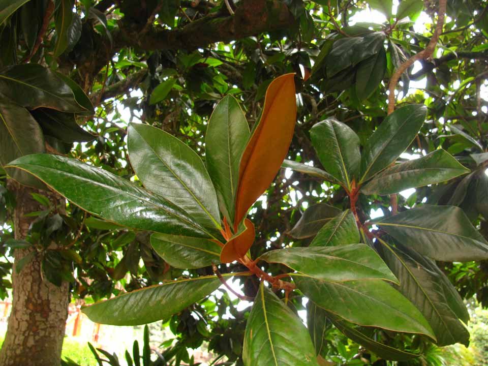 Magnolia grandiflora - Arbolapp