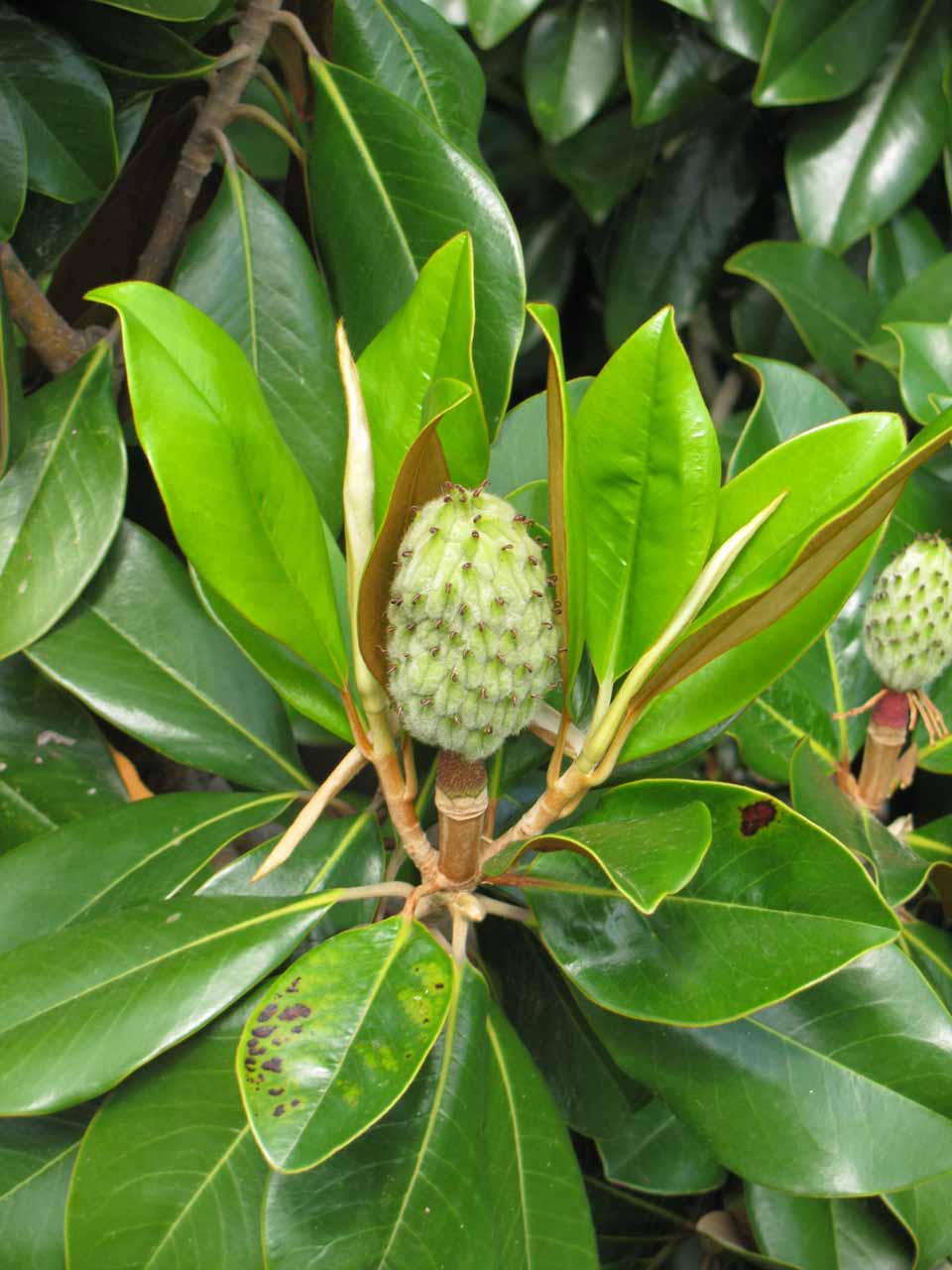 Magnolia grandiflora - Arbolapp