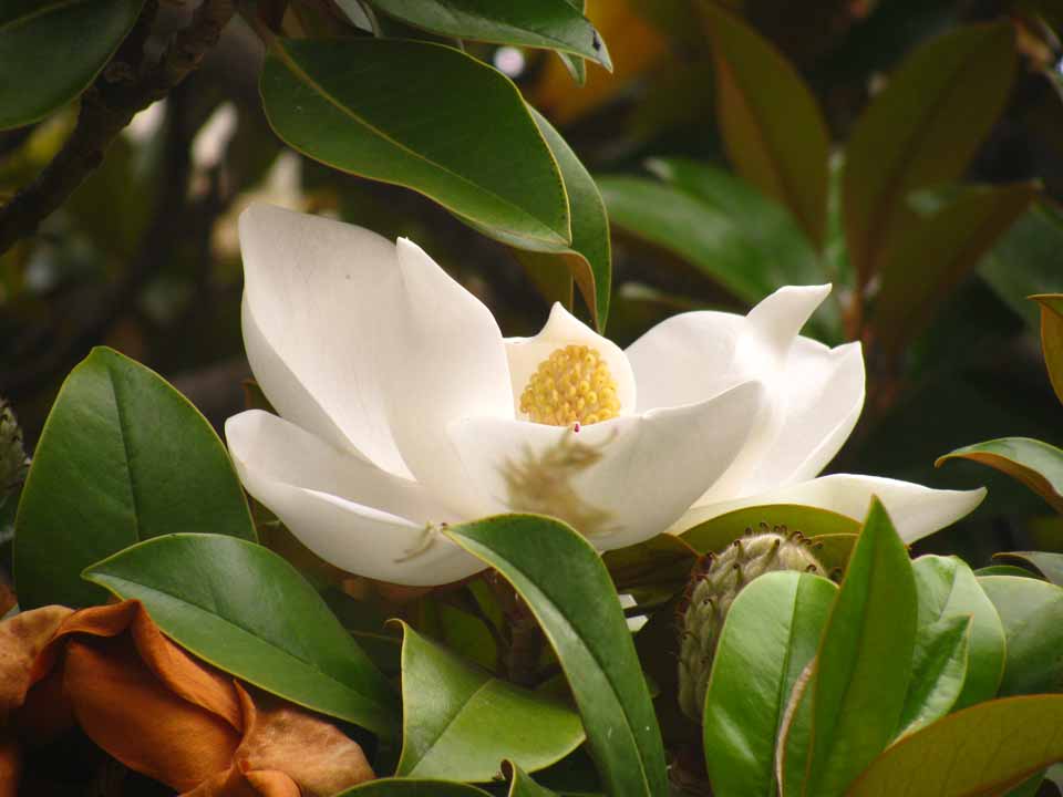 Magnolia grandiflora - Arbolapp