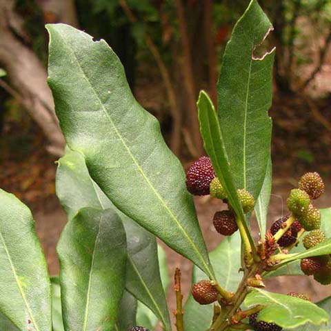 Gleditsia triacanthos - Arbolapp