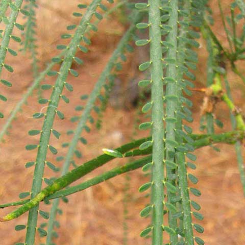 Gleditsia triacanthos - Arbolapp