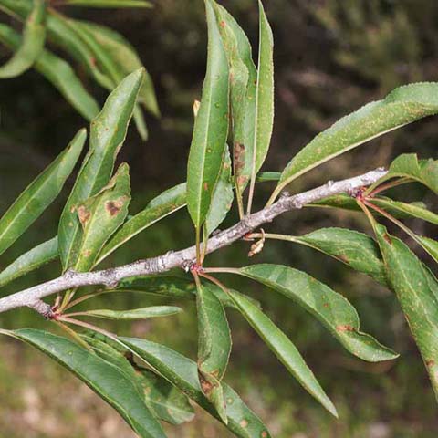 Gleditsia triacanthos - Arbolapp