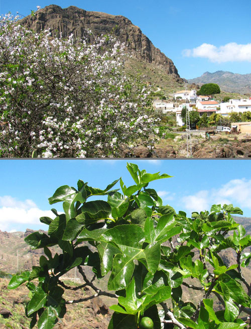 Árboles y bosques - Arbolapp